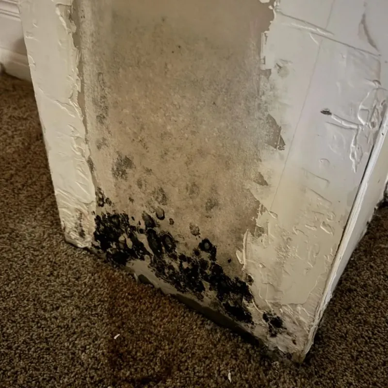 Professional Mold Removal in Americus, GA